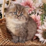 Shaded Golden Persian kittens for sale