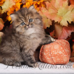 Shaded Golden Tabby for sale in Missouri