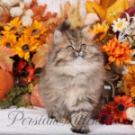 Persian kittens for sale