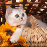 Shorthair Persian for sale