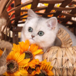 Shorthair Persian for sale