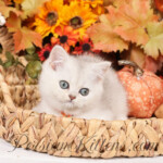 Shorthair Persian kittens for sale