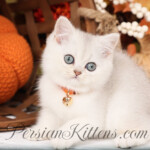 Shorthair Persian kittens for sale