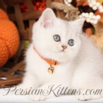 Shorthair Persian kittens for sale
