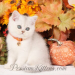 Shorthair Persian kittens for sale