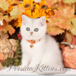 Shorthair Persian kittens for sale