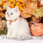Shorthair Persian kittens for sale