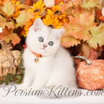 Shorthair Persian kittens for sale