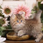 Shaded Golden Persian
