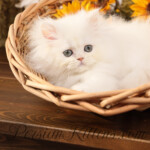 Persian kittens for sale