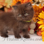 Chocolate Persian