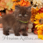 Chocolate Persian