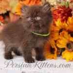 Chocolate Persian