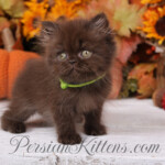 Chocolate Persian