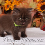 Chocolate Persian