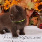 Chocolate Persian