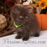 Chocolate Persian