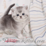 Exotic Shorthair kittens for sale