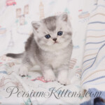 Exotic Shorthair kittens for sale