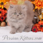 Lilac Persian