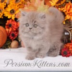 Lilac Persian