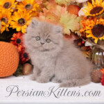 Lilac Persian