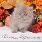 Lilac Persian