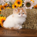 Red & White Persian kitten