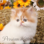 Red & White Persian kitten