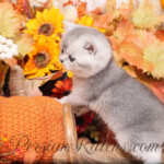 Exotic Shorthair for sale