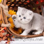 Exotic Shorthair for sale
