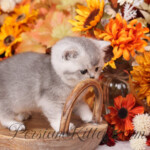 Exotic Shorthair for sale