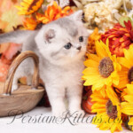 Exotic Shorthair for sale