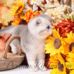 Exotic Shorthair for sale