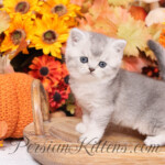 Exotic Shorthair for sale