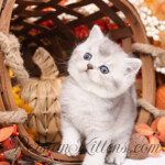 Exotic Shorthair for sale