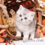 Exotic Shorthair for sale