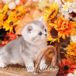 Exotic Shorthair for sale