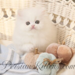 Aspen White Persian Kittens