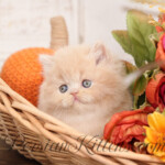 Cream Persian kittens for sale