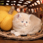 Cream Persian kittens for sale