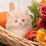 Cream Persian kittens for sale
