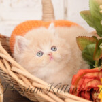 Cream Persian kittens for sale