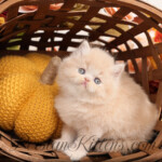 Cream Persian kittens for sale