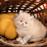 Cream Persian kittens for sale
