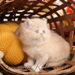 Cream Persian kittens for sale