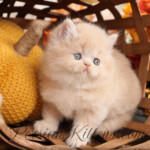 Cream Persian kittens for sale