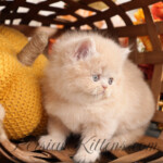 Cream Persian kittens for sale
