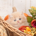 Cream Persian kittens for sale