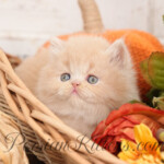 Cream Persian kittens for sale